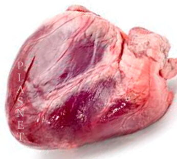 Coração de Boi Peça Peso Aprox. 2~3kg (COD416)