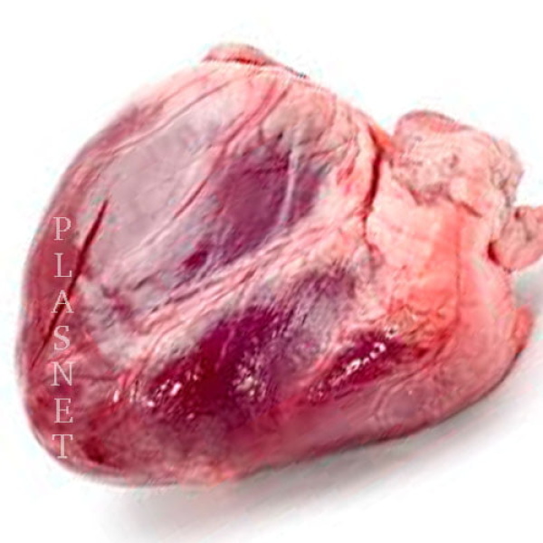Coração de Boi Peça Peso Aprox. 2~3kg